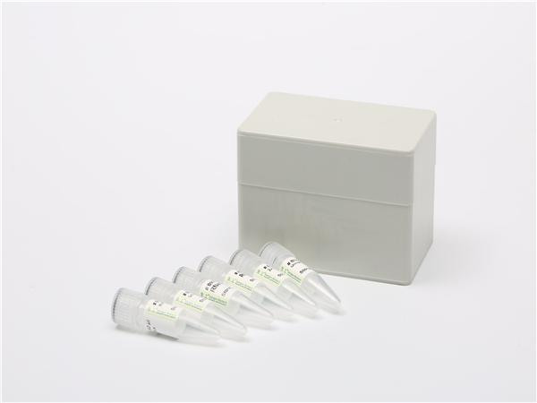 miRNA 第一链 cDNA 合成（加尾法）